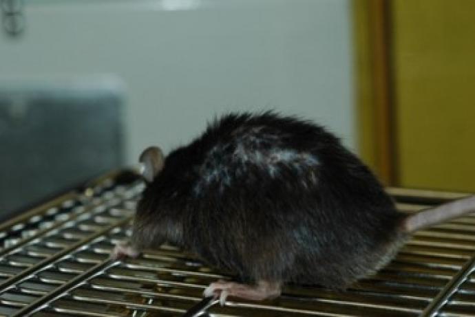Wounds on back