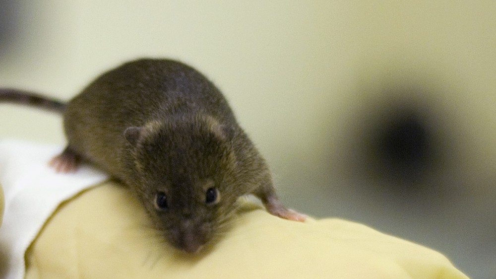 Brown mouse sitting on the forearm of a technician who is wearing a white lab coat and yellow medical gloves 