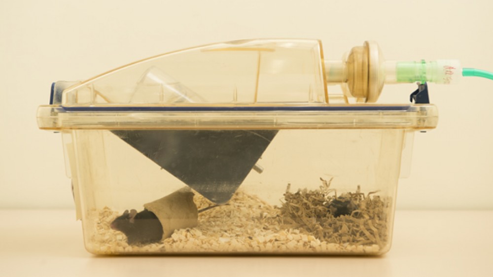 Mice in a cage with a pipe connected to it, to be used for euthanasia.