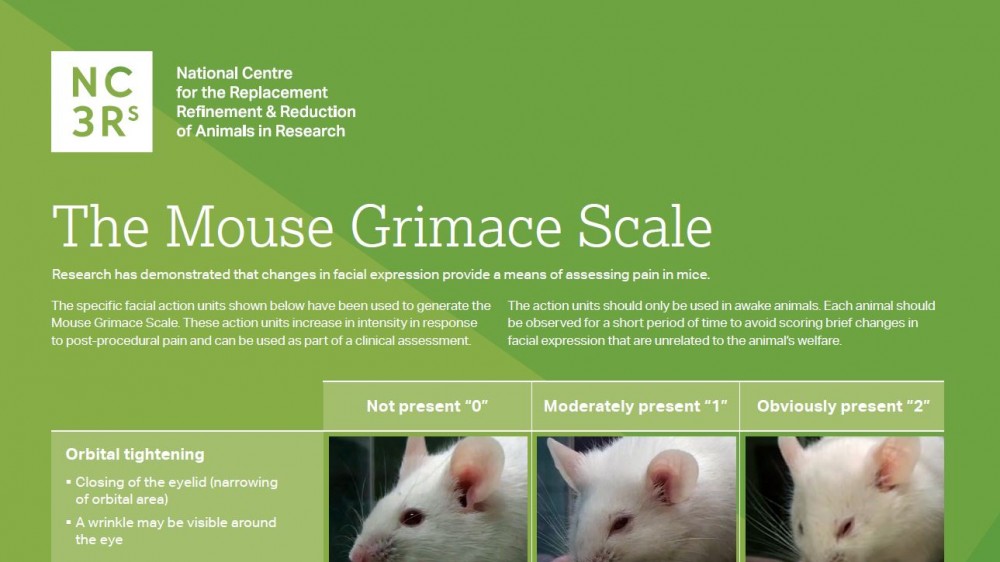 Screenshot of the top third of the mouse grimace scale poster showing the orbital tightening facial action units