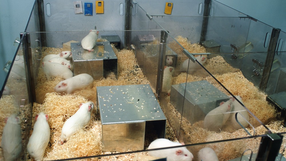 White guinea pigs in floor pen. Each enclosure holds around three to five guinea pigs and is separated with clear perspex partitions so the animals can see each other. Each enclosure has a silver box to create shade and shelter. The floor is covered in sawdust and straw.