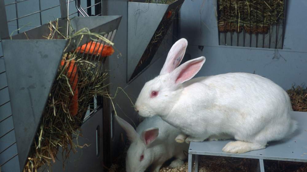 Two white rabbits in a floor pen. The cage is grey and you can see sawdust and straw on the floor. The closest rabbit is sitting on a raised ledge looking towards a food hopper which contains hay and carrots. The other rabbit can be seen exploring the floor towards the back. 