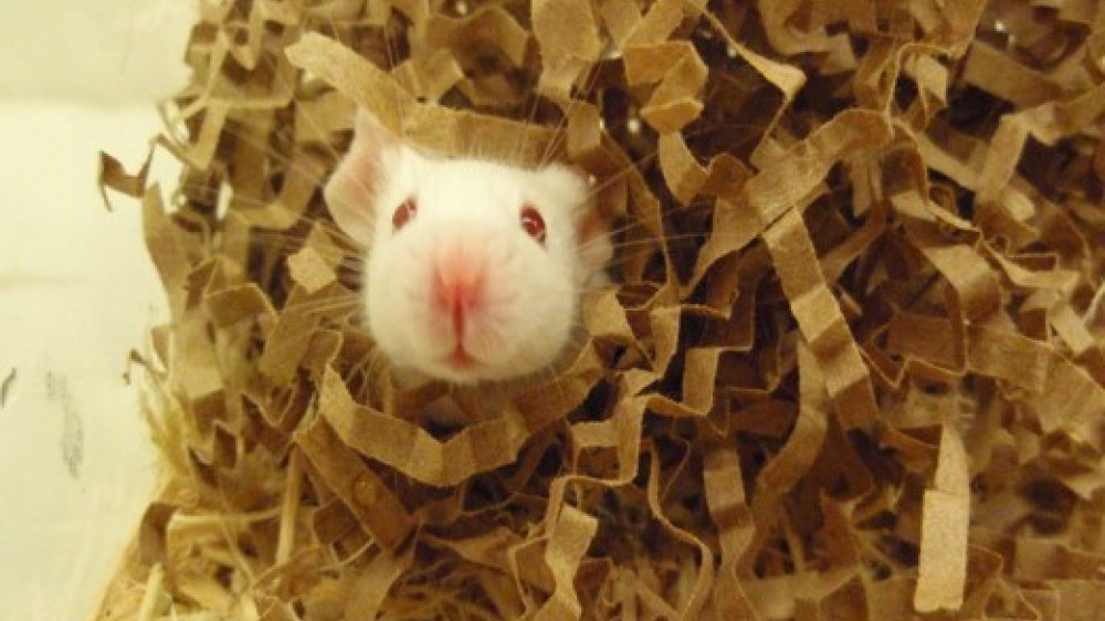 A mouse looks out of a nest
