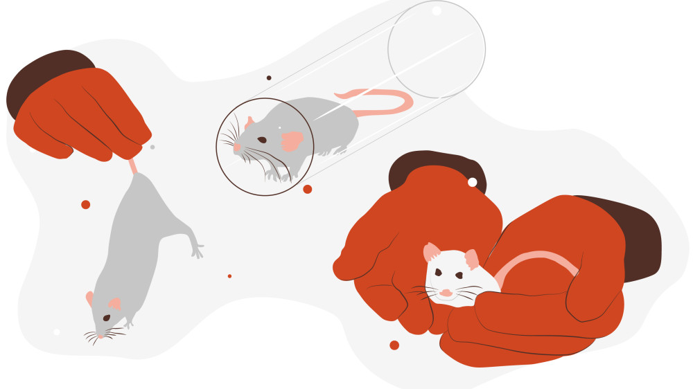 Mouse handling elearning illustration. Left - traditional tail method, middle - refined cupped hand handling and right - refined tunnel handling