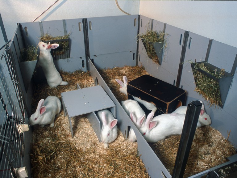 A number of white rabbits can be seen in a grey floor pen set up for social housing. The floor is covered in sawdust and straw. There are multiple boxes to provide shelter and dividers so that they can exhibit natural behaviours within the group. Food hoppers are attached to the sides of the pen.
