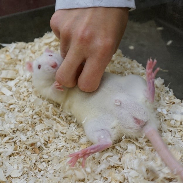 A white rat being tickled by an ungloved hand. The rat is lying on its back on sawdust within its cage.